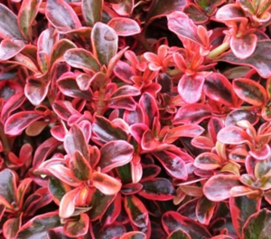 Coprosma repens Fireburst CoprepFir Mirror Bush, Shiny Leaf 170mm