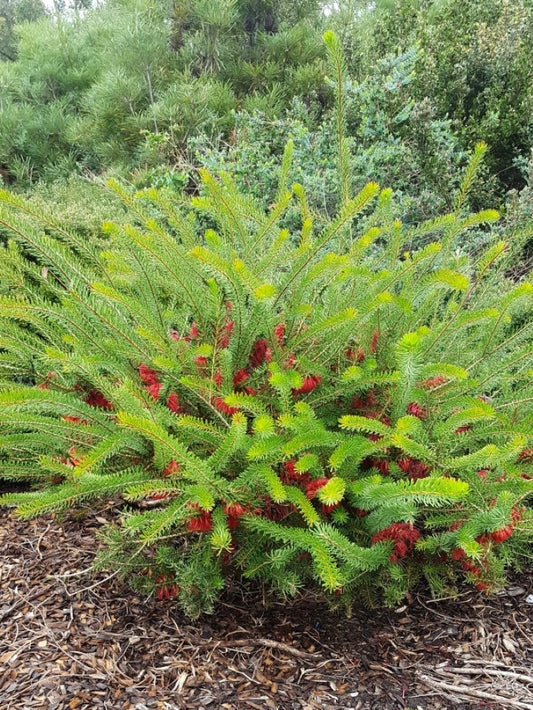 Calothamnus quadrifidus Prostrata CalquaPr Prostrate One Sided Bottlebrush 140mm