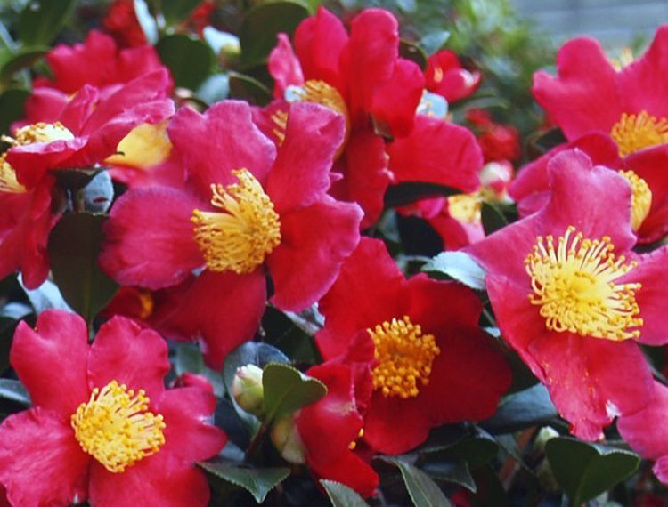 Camellia sasanqua Yuletide CamsasYul 170mm