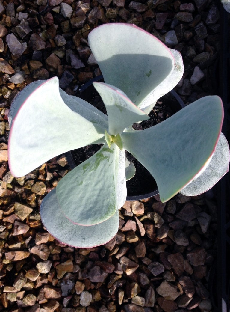 Cotyledon orbiculata Silver Dust CotorbSD Pigs Ear, Round Leafed Navel Wort, Succulent 140mm