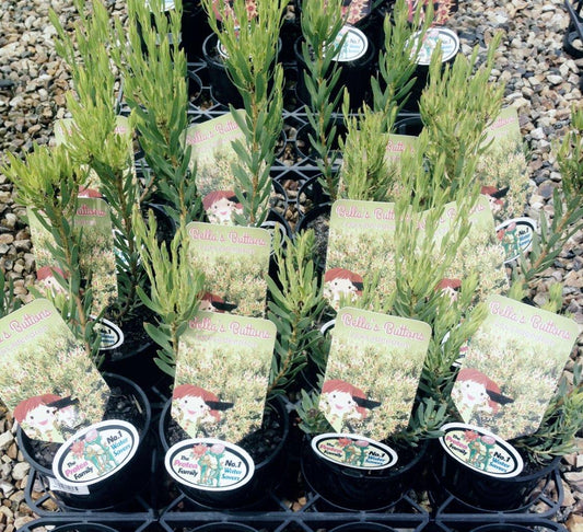 Leucadendron hybrida Bellas Buttons LeuhybBB Conebush 140mm