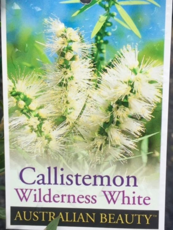 Callistemon viminalis Wilderness White CalvimWW Weeping Bottlebrush, Creek Bottlebrush 140mmm