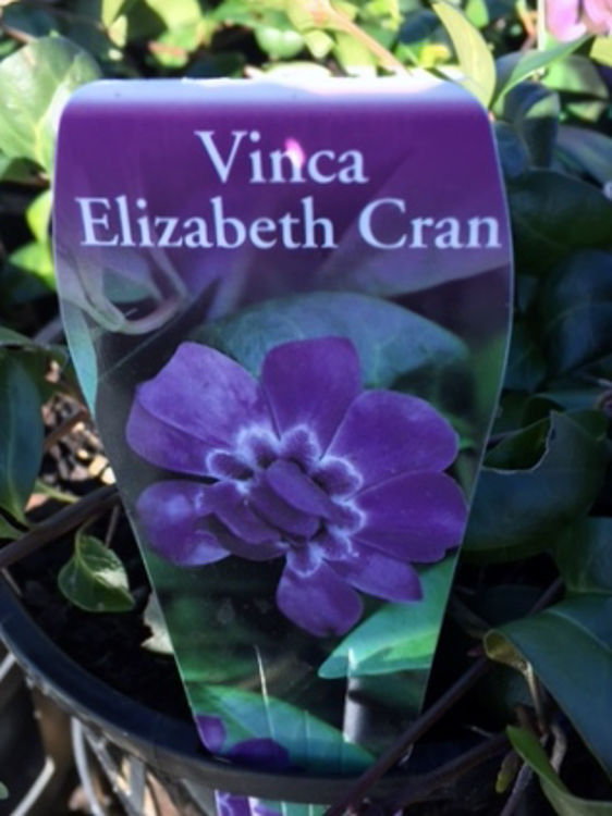Vinca minor Elizabeth Cran VinminEC Dwarf Periwinkle, Lesser Periwinkle 140mm