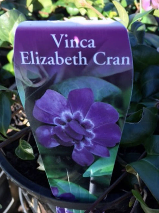 Vinca minor Elizabeth Cran VinminEC Dwarf Periwinkle, Lesser Periwinkle 140mm
