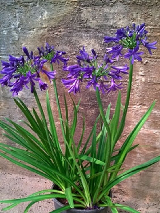 Agapanthus hybrida Sugar Plum AgahybSPl Lily of the Nile, African Lily, AMPU001 140mm