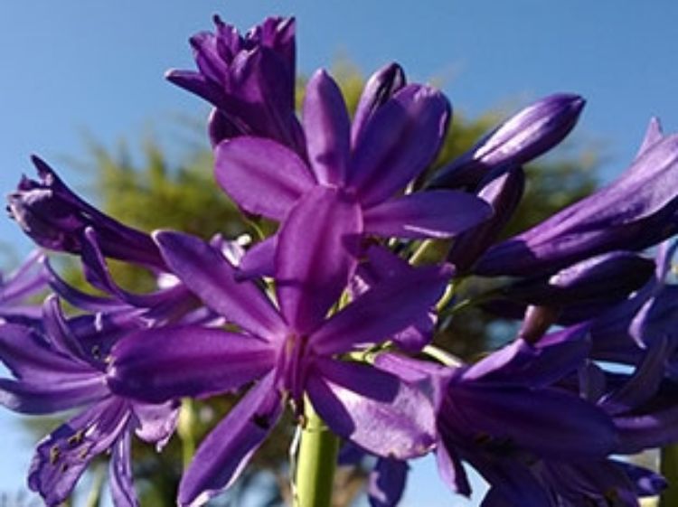 Agapanthus hybrida Sugar Plum AgahybSPl Lily of the Nile, African Lily, AMPU001 140mm