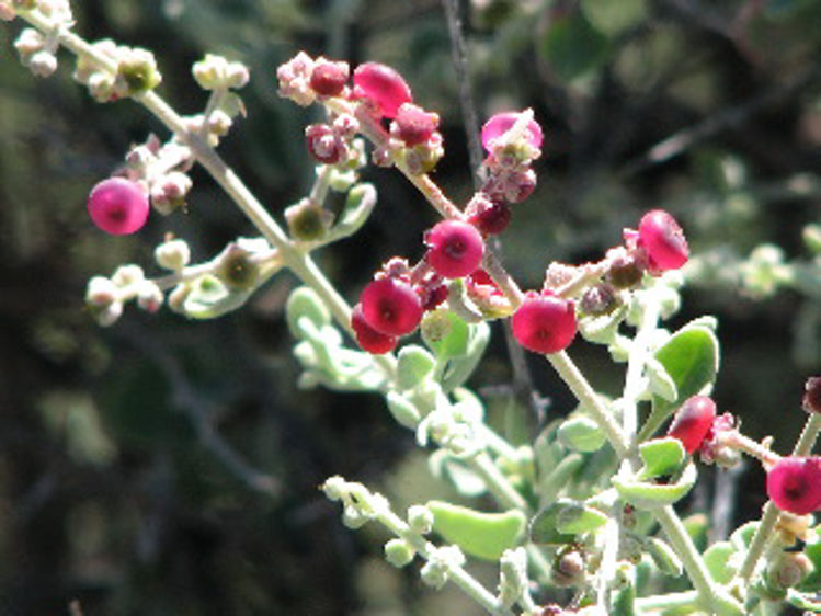 Rhagodia spinescens Rhaspi Spiny Saltbush, Berry Saltbush, Hedge Saltbush 140mm