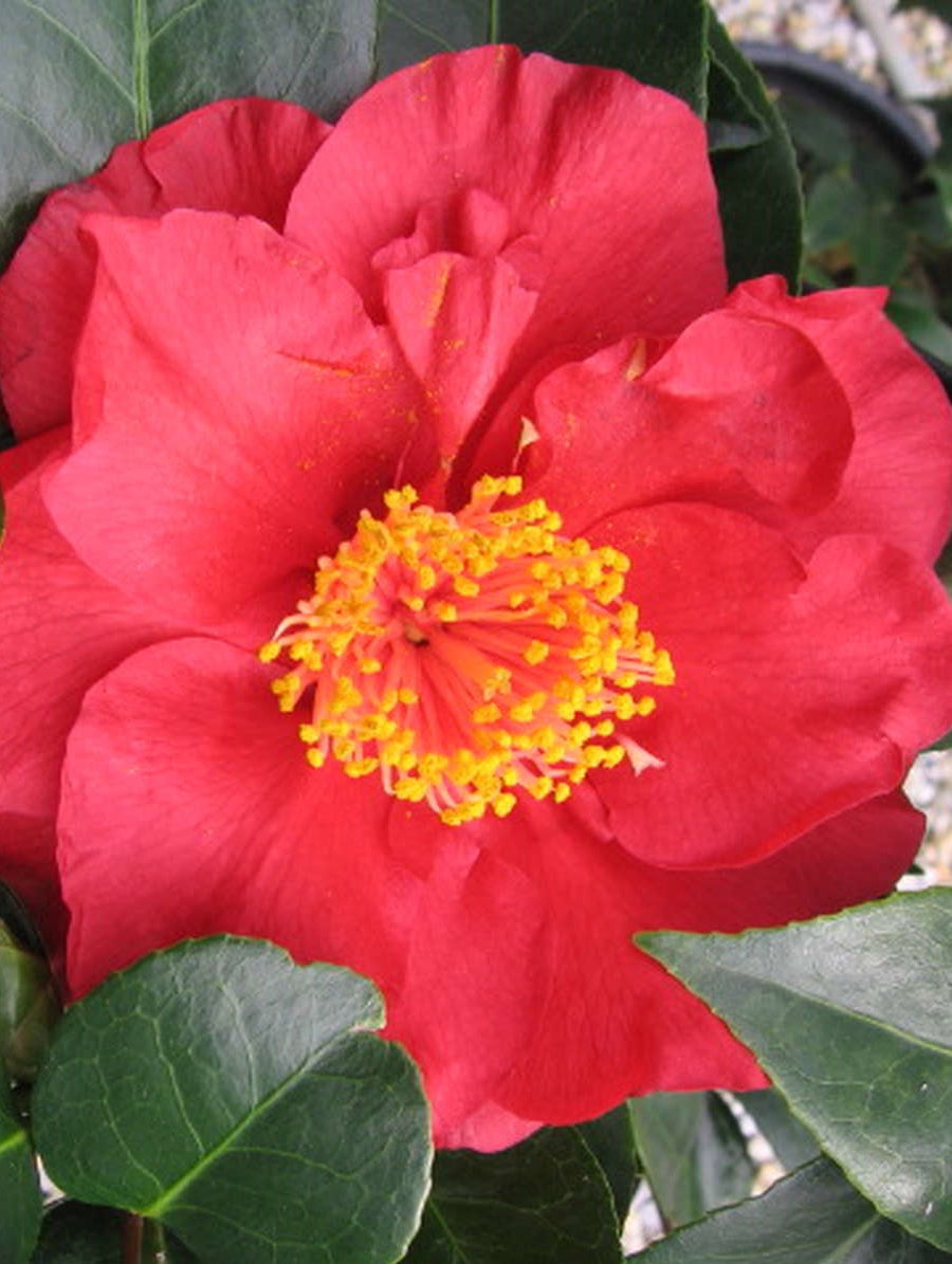 Camellia japonica Bob Hope CamjapBH 170mm