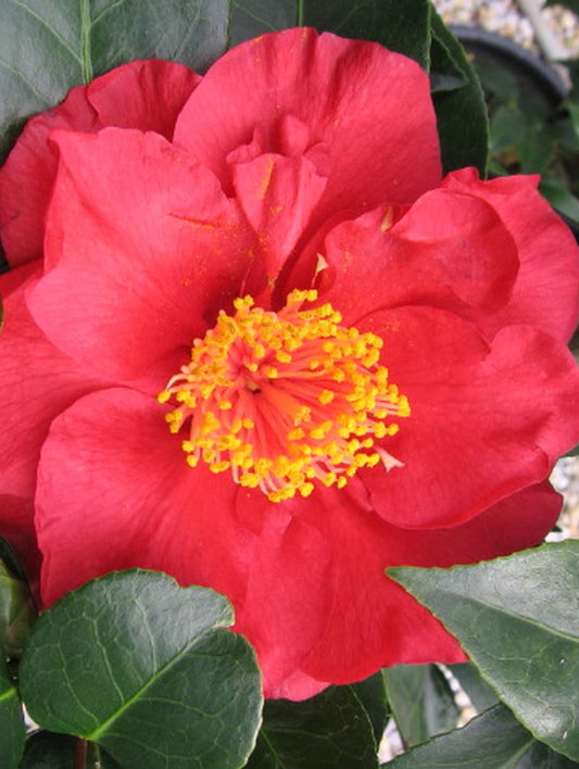 Camellia japonica Bob Hope CamjapBH 170mm