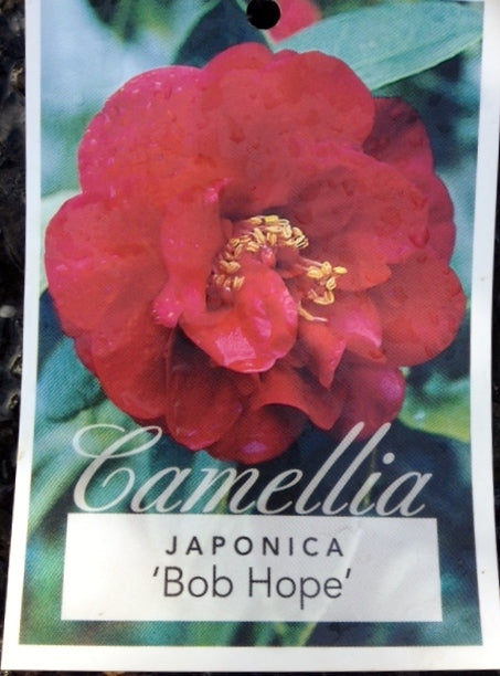 Camellia japonica Bob Hope CamjapBH 170mm
