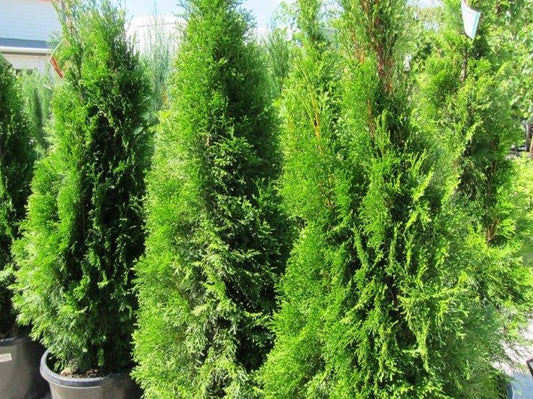 Thuja occidentalis Smaragd ThuoccSma White Cedar, Swamp Cedar, Arborvitae, Conifer 140mm