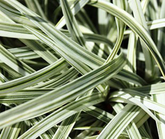 Liriope muscari Silverstar LirmusSil Lilyturf, Lily Turf, Border Grass, Monkey Grass 140mm
