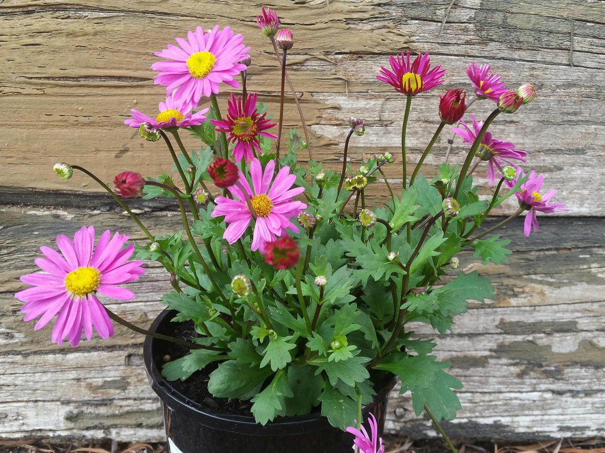 Brachyscome angustifolia Fresco Candy BraangFC syn Brachyscome multifida, Stiff Daisy, Grassland Daisy 140mm