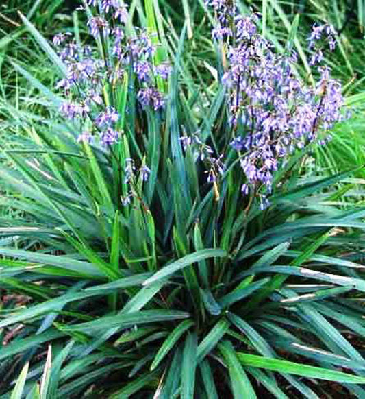 Dianella caerulea Diacae Blue Flax Lily, Blueberry Lily, Paroo Lily 140mm