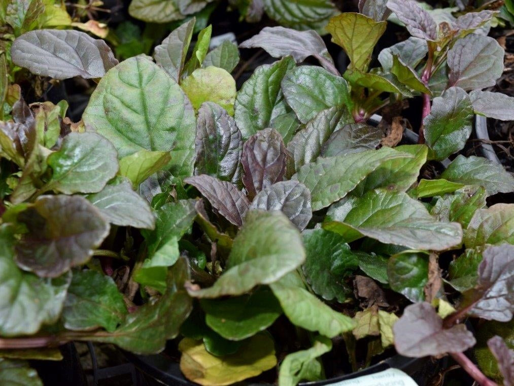 Ajuga reptans Purpurea AjurepPu Purple Bugle, Bugleweed, Carpetweed 70mm
