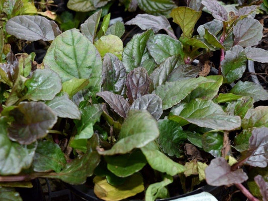 Ajuga reptans Purpurea AjurepPu Purple Bugle, Bugleweed, Carpetweed 70mm