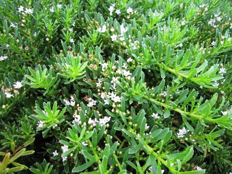 Myoporum parvifolium Yareena PBR MyoparYar Creeping Boobialla, Creeping Myoporum, PARV01 140mm