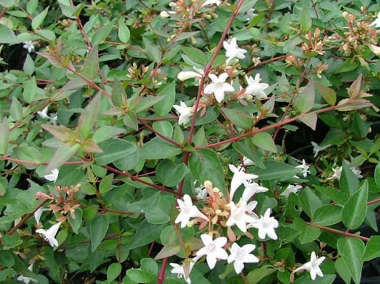 Abelia grandiflora Nana AbegraNa Dwarf Glossy Abelia,Dwarf Glossy Abelia 140mm
