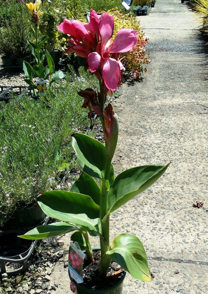 Canna generalis Tropical Rose CangenTRo Dwarf Canna Lily 140mm