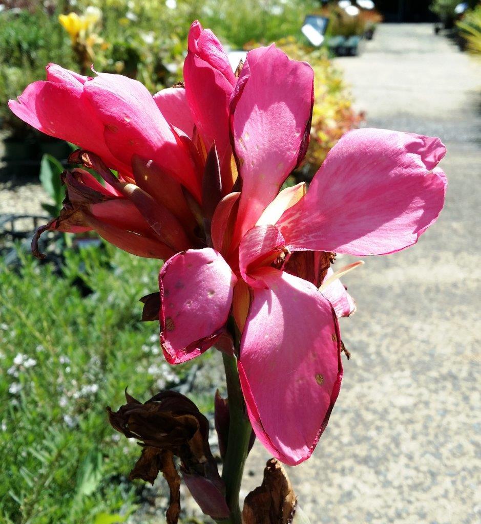 Canna generalis Tropical Rose CangenTRo Dwarf Canna Lily 140mm