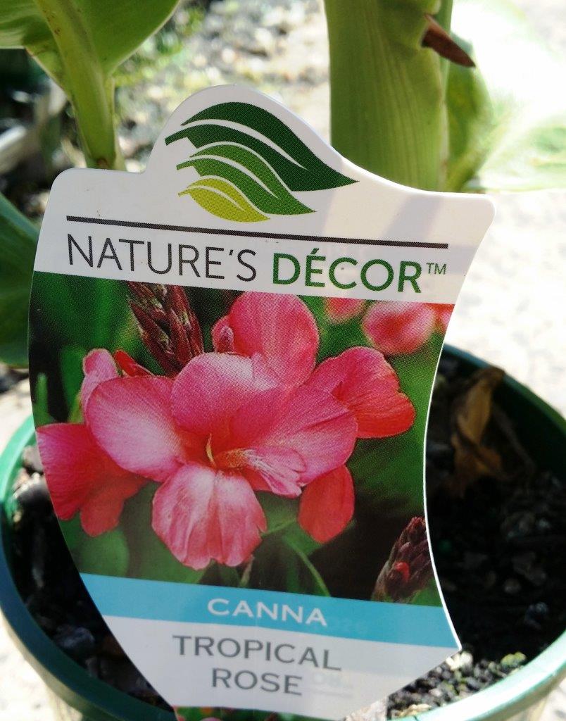Canna generalis Tropical Rose CangenTRo Dwarf Canna Lily 140mm