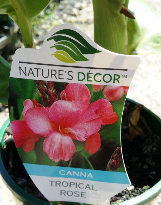 Canna generalis Tropical Rose CangenTRo Dwarf Canna Lily 140mm