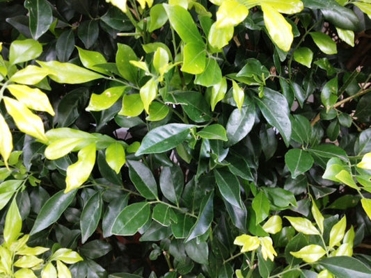 Murraya paniculata Murpan Orange Jessamine, Mock Orange, Chinese Box 140mm