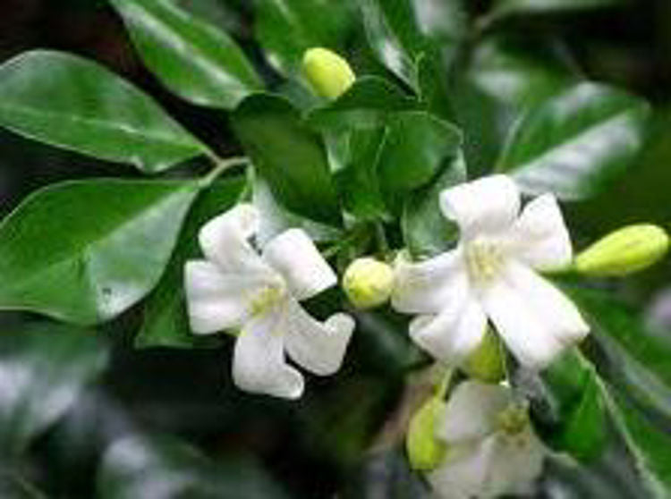 Murraya paniculata Murpan Orange Jessamine, Mock Orange, Chinese Box 140mm