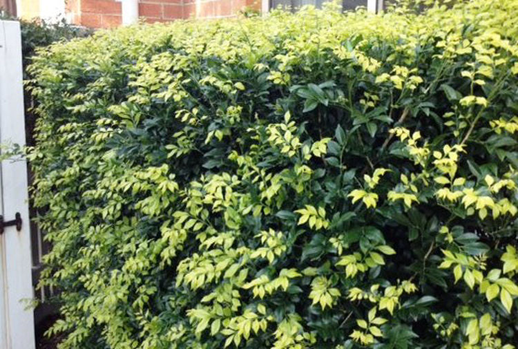 Murraya paniculata Murpan Orange Jessamine, Mock Orange, Chinese Box 140mm