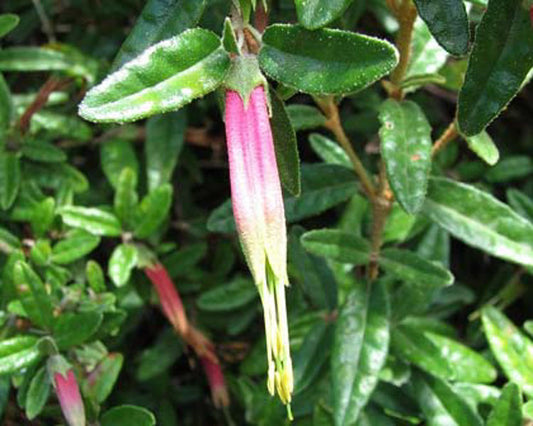 Correa decumbens Cordec Spreading Correa, Native Fuchsia 140mm