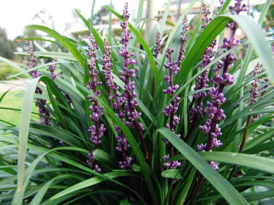 Liriope muscari Amethyst PBR LirmusAme Lilyturf, Lily Turf, Border Grass, Monkey Grass, LIRTP PBR 140mm