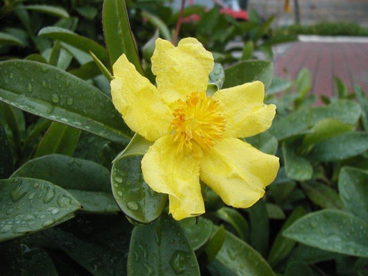Hibbertia scandens Hibsca Snake Vine, Guinea Vine, Guinea Gold Vine 140mm