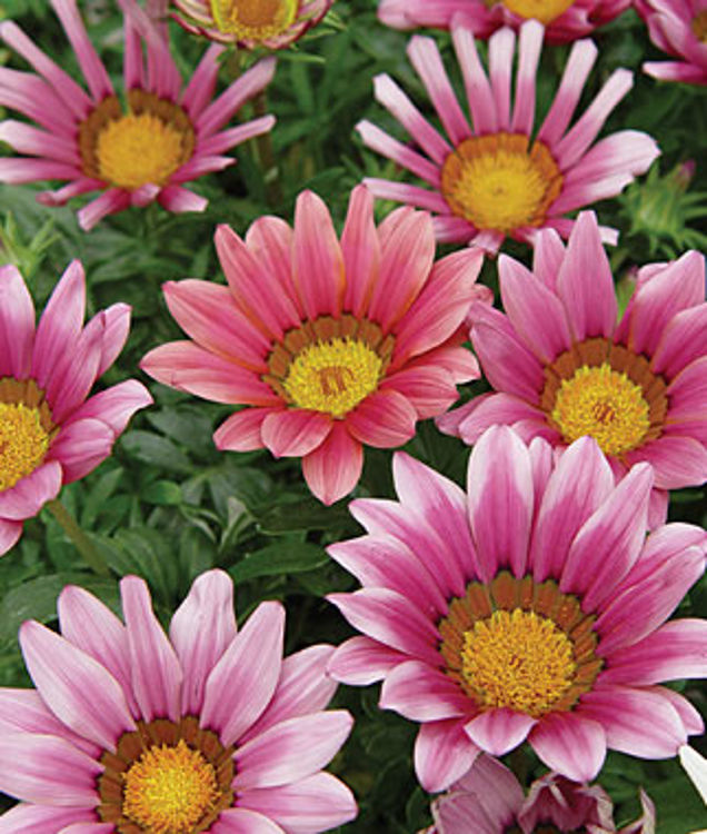 Gazania hybrida Daybreak Pink GazhybDP 140mm