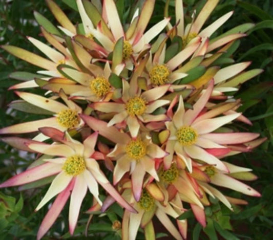 Leucadendron salignum Fireglow LeusalFir Conebush 140mm