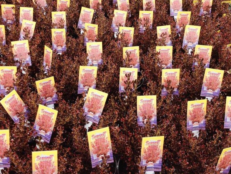 Coprosma repens Pacific Sunset CoprepPSu Mirror Bush, Shiny Leaf 170mm