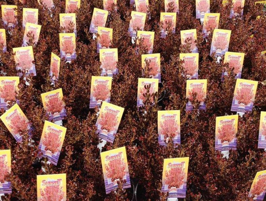 Coprosma repens Pacific Sunset CoprepPSu Mirror Bush, Shiny Leaf 170mm