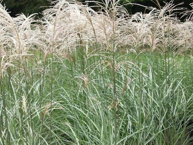 Miscanthus sinensis Kleine Fontaine MissinKF Chinese Silver Grass, Maiden Grass 140mm