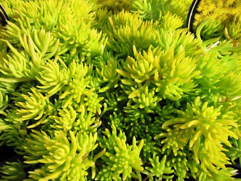 Sedum hybrida Gold Mound SedhybGMo Stonecrop, Succulent 140mm