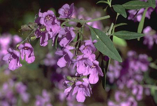 Prostanthera ovalifolia Proova Oval Leaf Mint Bush 140mm