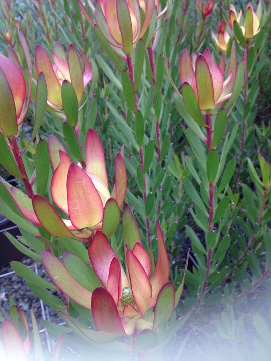 Leucadendron hybrida Red Gem LeuhybRG Conebush 140mm