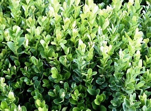 Buxus sempervirens Suffruticosa BuxsemSuf Dutch Box, Dutch Boxwood 140mm