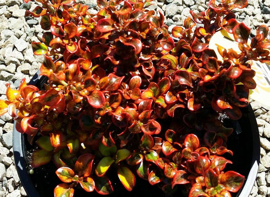 Coprosma repens Tequila Sunrise CoprepTS Mirror Bush, Shiny Leaf 170mm