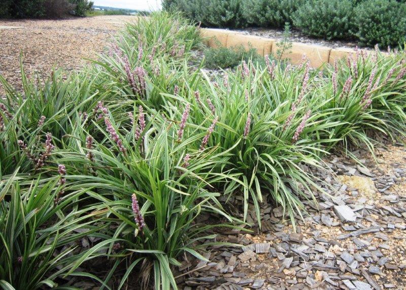 Liriope muscari Pink Pearl PBR LirmusPP Lilyturf, Lily Turf, Border Grass, Monkey Grass 140mm