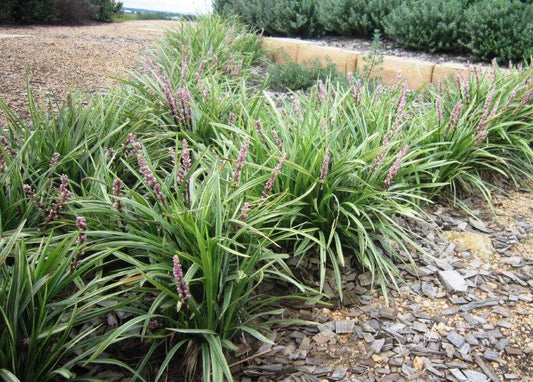 Liriope muscari Pink Pearl PBR LirmusPP Lilyturf, Lily Turf, Border Grass, Monkey Grass 140mm