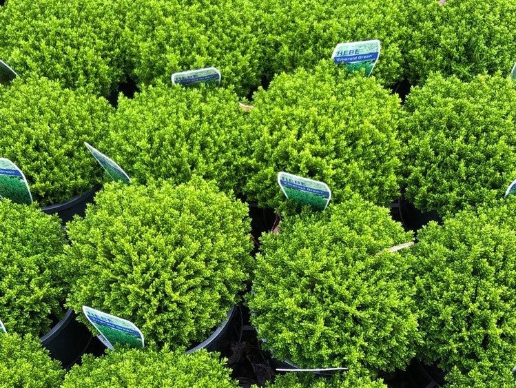 Hebe hybrida Emerald Green HebhybEG 140mm