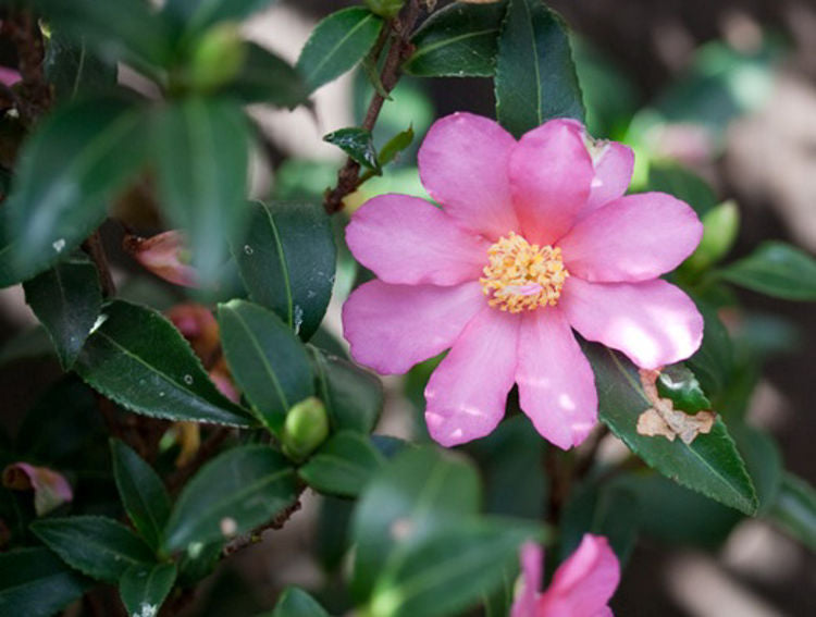 Camellia sasanqua Slim N Trim CamsasSNT 170mm