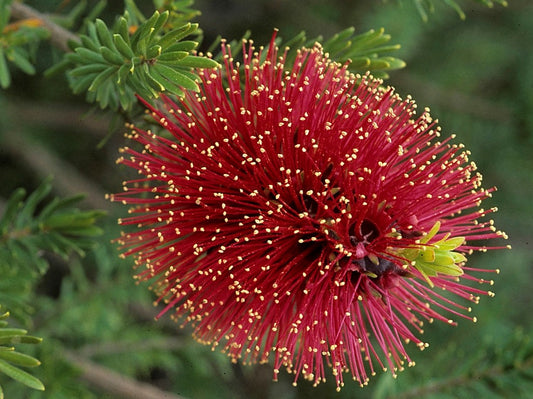 Kunzea baxteri Kunbax Scarlet Kunzea 140mm