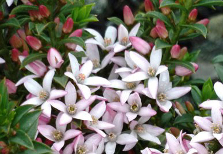 Philotheca buxifolia Cascade Of Stars PhibuxCOS Box Leaf Wax Flower 140mm