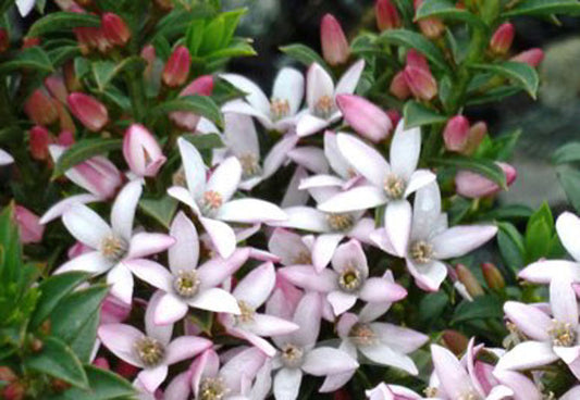 Philotheca buxifolia Cascade Of Stars PhibuxCOS Box Leaf Wax Flower 140mm