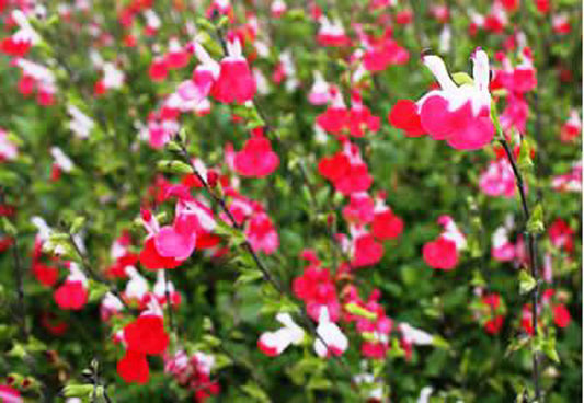 Salvia microphylla Hot Lips SalmicHL Small Leaf Sage 140mm